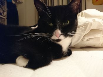 Close-up of cat sitting on bed at home