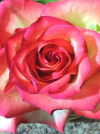 Close-up of pink rose