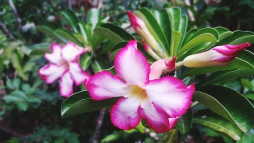 Close-up of pink flowers blooming outdoors