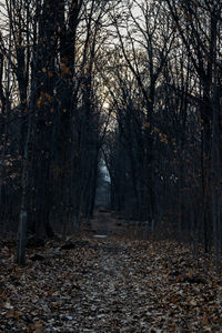 Trees in forest during autumn