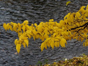 High angle view of yellow flowering plants by lake