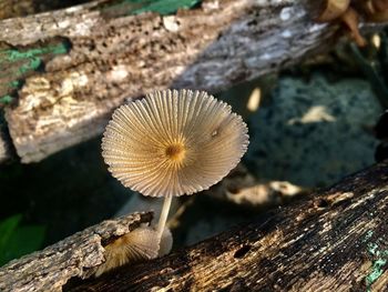 Natural park resort ,close-up of mushroom growing on tree