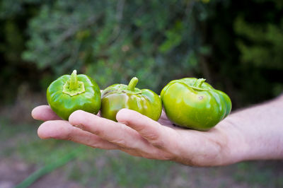 Close-up of hand holding fruit