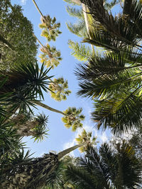 Low angle view of palm tree against sky