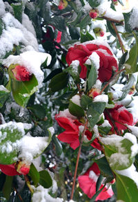 Close-up of red flower plants on snow