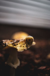 Close-up of a turtle on a field