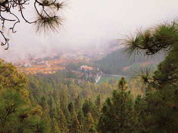 High angle view of trees and plants against sky