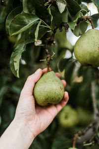 Cropped hand holding fruit