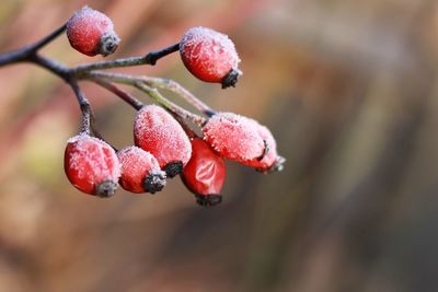 fruit