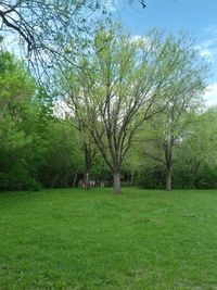 Trees on field in park against sky