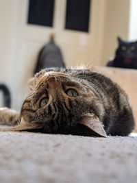 Close-up portrait of a cat