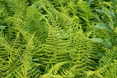 Close-up of green leaves