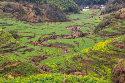 High angle view of agricultural field