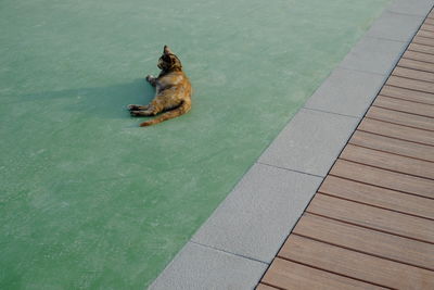 High angle view of crab sitting at swimming pool