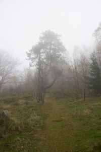 Trees in forest