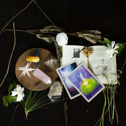 High angle view of various flower on shelf