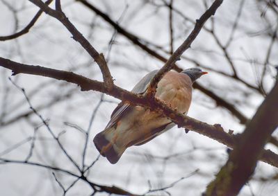 Low angle view of bird perching on branch