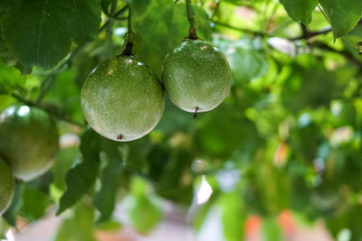 Close-up of fruits hanging on tree