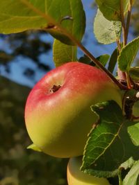 Close-up of apple on tree