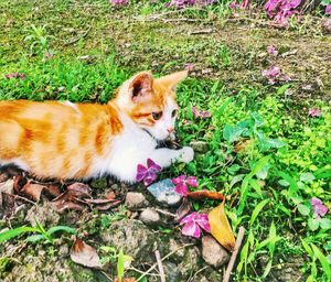 Cat looking away in field