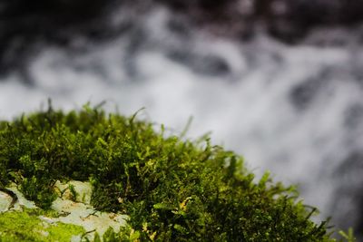 High angle view of moss growing on rock