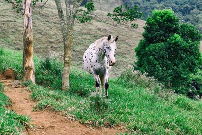 Horse standing in a field