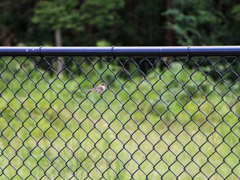 Bird on field against chainlink fence