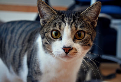 Close-up portrait of a cat