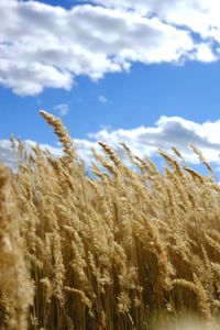 Close-up of stalks in field against cloudy sky