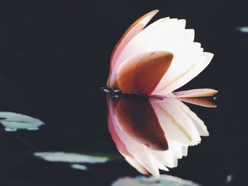 Close-up of flower against black background