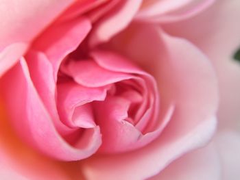 Close-up of pink rose