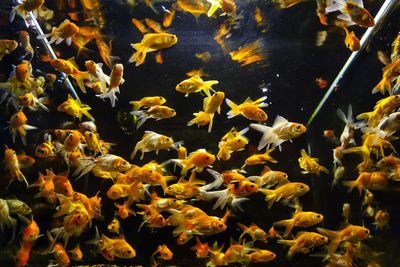 Full frame shot of fish in aquarium