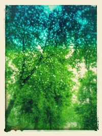 Low angle view of trees