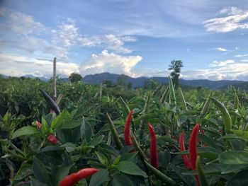 Close-up of red flowering plants on field against sky