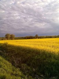 Scenic view of oilseed rape field against sky