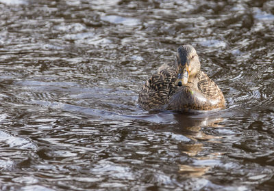 Close-up of duck swimming in lake