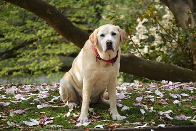 Close-up of dog sitting on tree