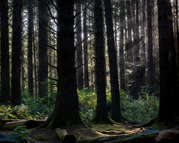 Trees in forest