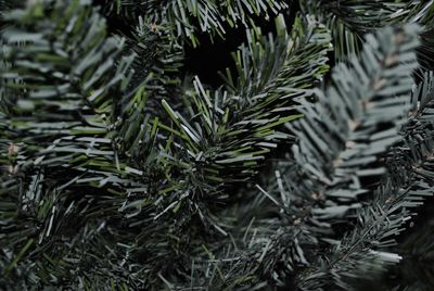 Close-up of pine tree leaves