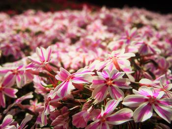 Close-up of pink flowering plants