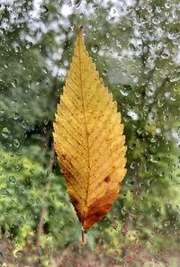 Close-up of raindrops on maple leaves