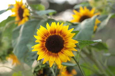 Close-up of sunflower