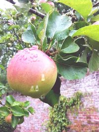 Close-up of plant growing on tree