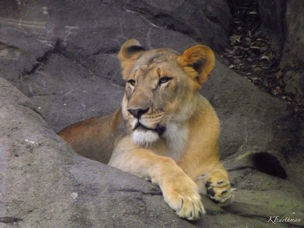 animal themes, mammal, one animal, animals in the wild, wildlife, relaxation, sitting, animal family, two animals, togetherness, monkey, resting, young animal, lying down, rock - object, zoo, outdoors, day, no people, lion - feline