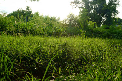 Grass growing on field