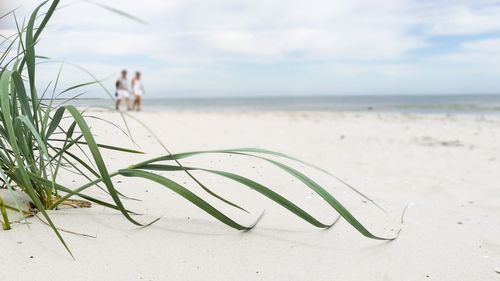 Close-up of beach against sky