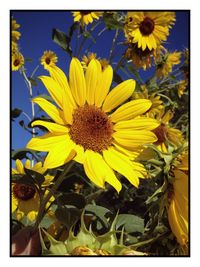 Close-up of sunflower field against sky