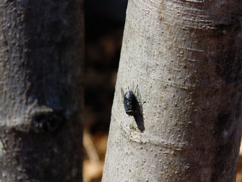 Close-up of insect on tree trunk