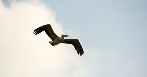 Low angle view of bird flying against sky