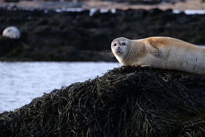 Nice seal, iceland